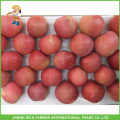 Frische rote Fuji Apple 2015